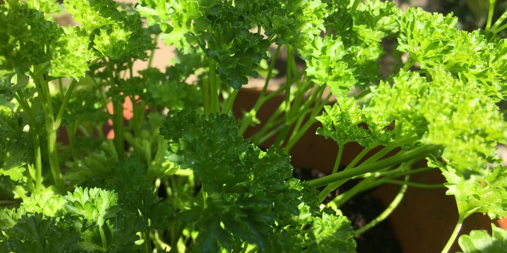 Das wahre Superfood wächst nicht in Afrika